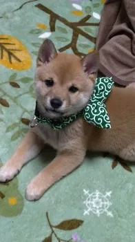 ムクファミリー 様のお迎えした子犬