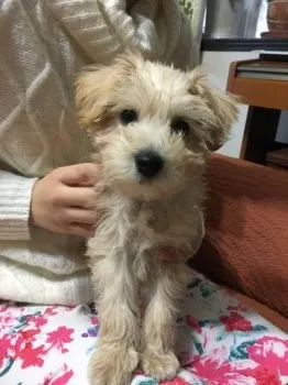 わんらいふ 様のお迎えした子犬