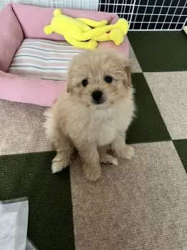 Y.O 様のお迎えした子犬