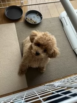 こー 様のお迎えした子犬