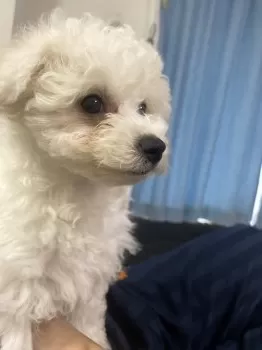 ゆき 様のお迎えした子犬