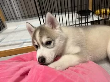 マツモト 様のお迎えした子犬