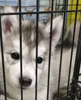 はむさん 様のお迎えした子犬