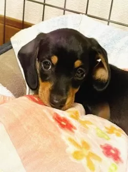 たこかな 様のお迎えした子犬