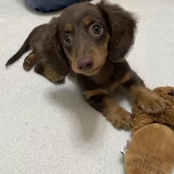 awari 様のお迎えした子犬