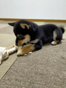 へいはち 様のお迎えした子犬