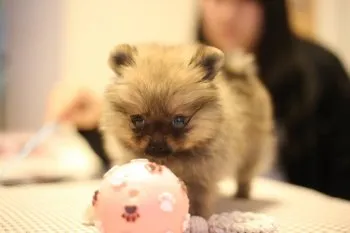 ぽんずかあさん 様のお迎えした子犬