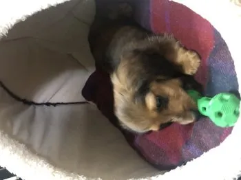 マサ 様のお迎えした子犬