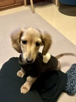 ひろ 様のお迎えした子犬