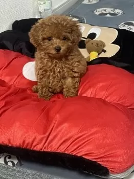 きょん 様のお迎えした子犬