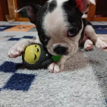 じじお 様のお迎えした子犬