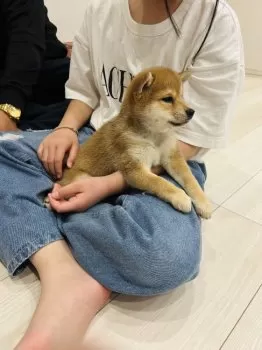 910 様のお迎えした子犬