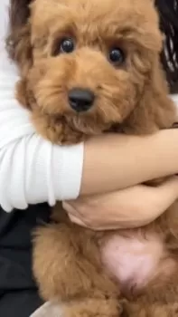 K.T 様のお迎えした子犬