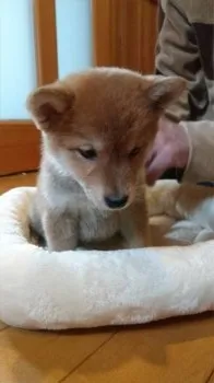 まめっちママ🎵 様のお迎えした子犬