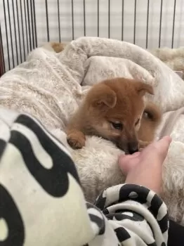 マミー 様のお迎えした子犬