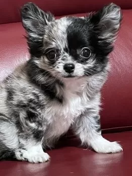 coco 様のお迎えした子犬