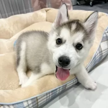 まる 様のお迎えした子犬