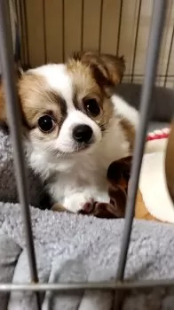 あいあい 様のお迎えした子犬