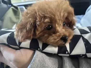 けい 様のお迎えした子犬