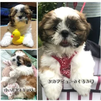 Ｉ.S 様のお迎えした子犬