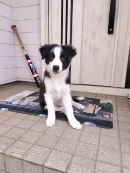 まいまい 様のお迎えした子犬