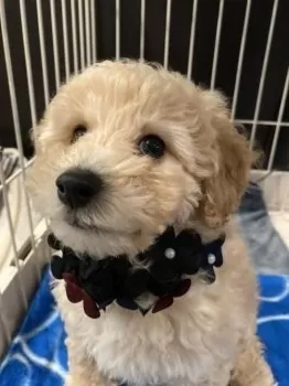 かな 様のお迎えした子犬