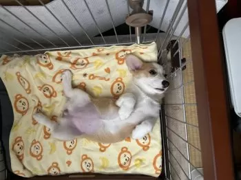 ここ 様のお迎えした子犬