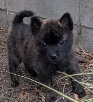 カルボナーラ 様のお迎えした子犬