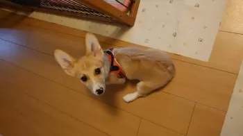 Y.N 様のお迎えした子犬