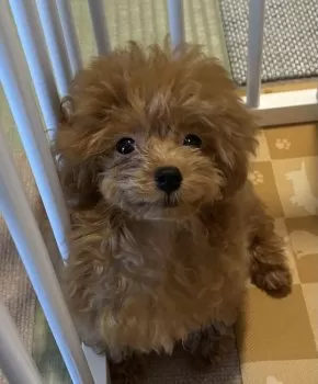 ごろちろ 様のお迎えした子犬