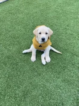 フジ 様のお迎えした子犬