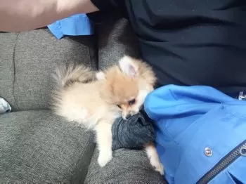 M.Ｉ 様のお迎えした子犬