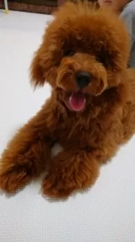 A.N 様のお迎えした子犬