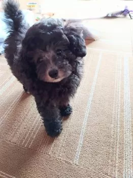 はなママ 様のお迎えした子犬