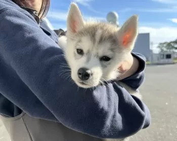 ハスキー大好きおじさん(*^ω^*) 様のお迎えした子犬