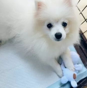 T.S 様のお迎えした子犬