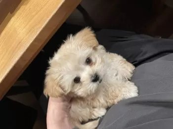 はっちゃん 様のお迎えした子犬