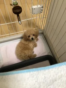 y.o 様のお迎えした子犬