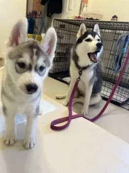 ティミー 様のお迎えした子犬