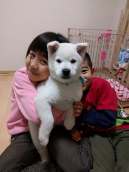 紀州犬の子犬をお迎えいただいたお客様の声 口コミ 評判 山梨県 みんなのブリーダー