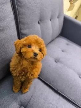 かつのしん 様のお迎えした子犬