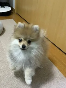 Saya 様のお迎えした子犬