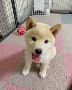 ぶぅ〜 様のお迎えした子犬