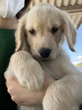 千亜紀 様のお迎えした子犬