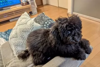 にこちゃん☆ 様のお迎えした子犬