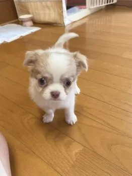 れあママ 様のお迎えした子犬