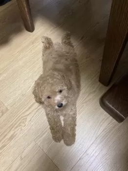 M.H 様のお迎えした子犬