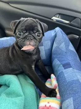 さくらっ子 様のお迎えした子犬