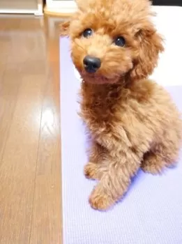 Pナッツ 様のお迎えした子犬