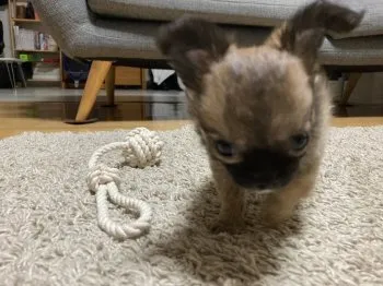 ガジュマルの幸せ 様のお迎えした子犬